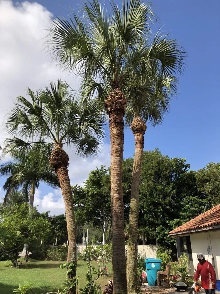 Local residential landscaping for homes in Lantana, FL by Pepe Brothers Tree Service