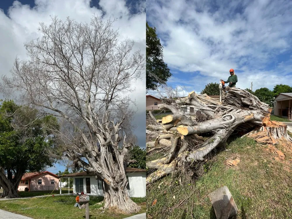 Reliable landscaping services for year-round maintenance across Lantana, FL - Pepe Brothers Tree Service