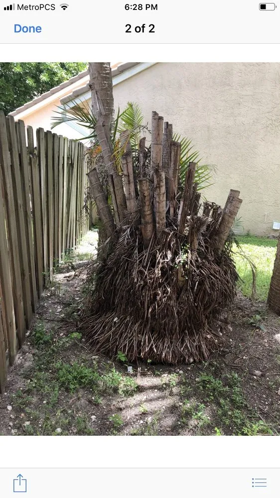 Reliable lawn care service experts serving Lantana, FL - Pepe Brothers Tree Service