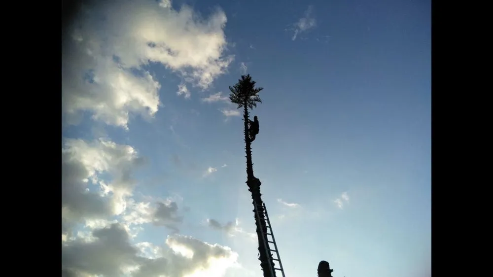 Custom landscaping services in Lantana, FL - Pepe Brothers Tree Service