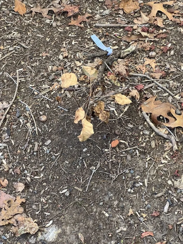 Trusted lawn care service in Shelton, CT - Pepper's Landscaping & Lawn Service