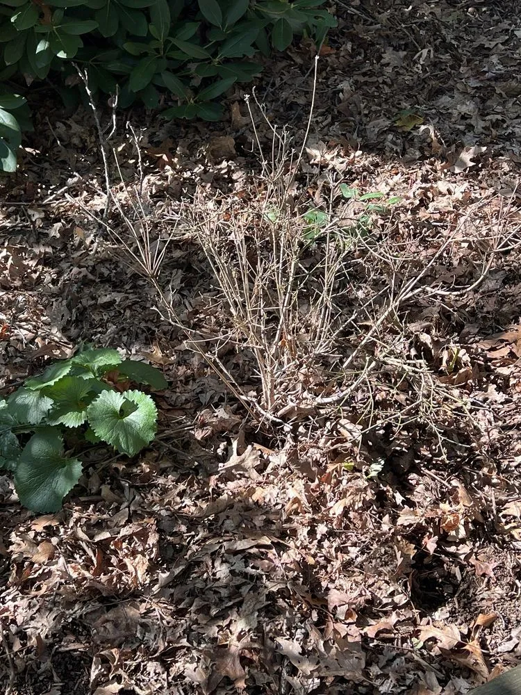 Trusted yard cleanup service experts serving Shelton, CT - Pepper's Landscaping & Lawn Service