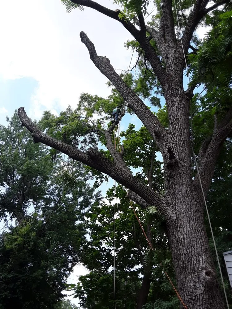 Top-rated landscape design in Kansas City, KS by Peralta Tree Service And Landscaping