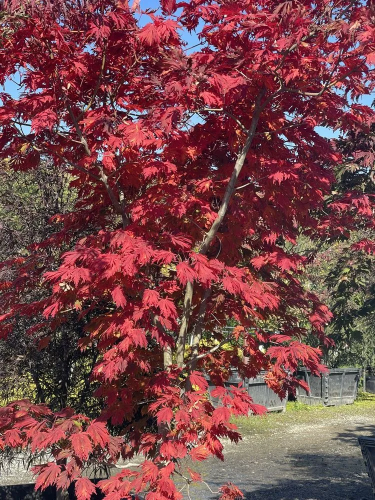 Affordable landscape design with custom design in Goshen, NY by Perasco landscaping