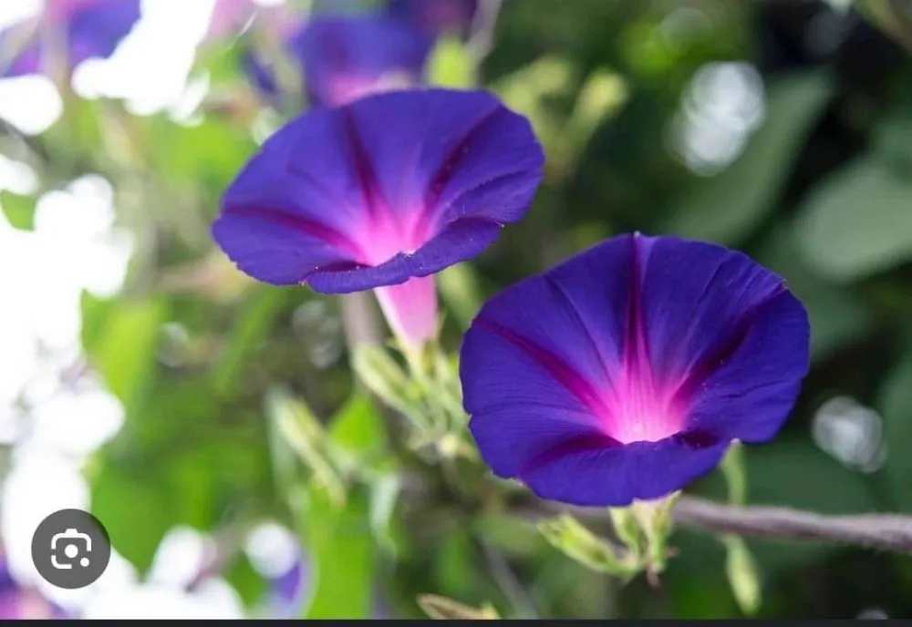 Expert yard maintenance with custom design in Gainesville, GA by Perdomo's Landscaping