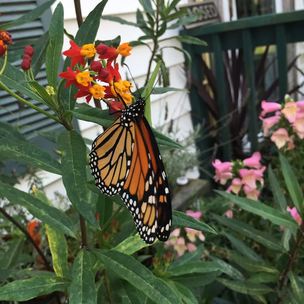 Reliable landscaping services experts serving East Lyme, CT - Perennial Harmony