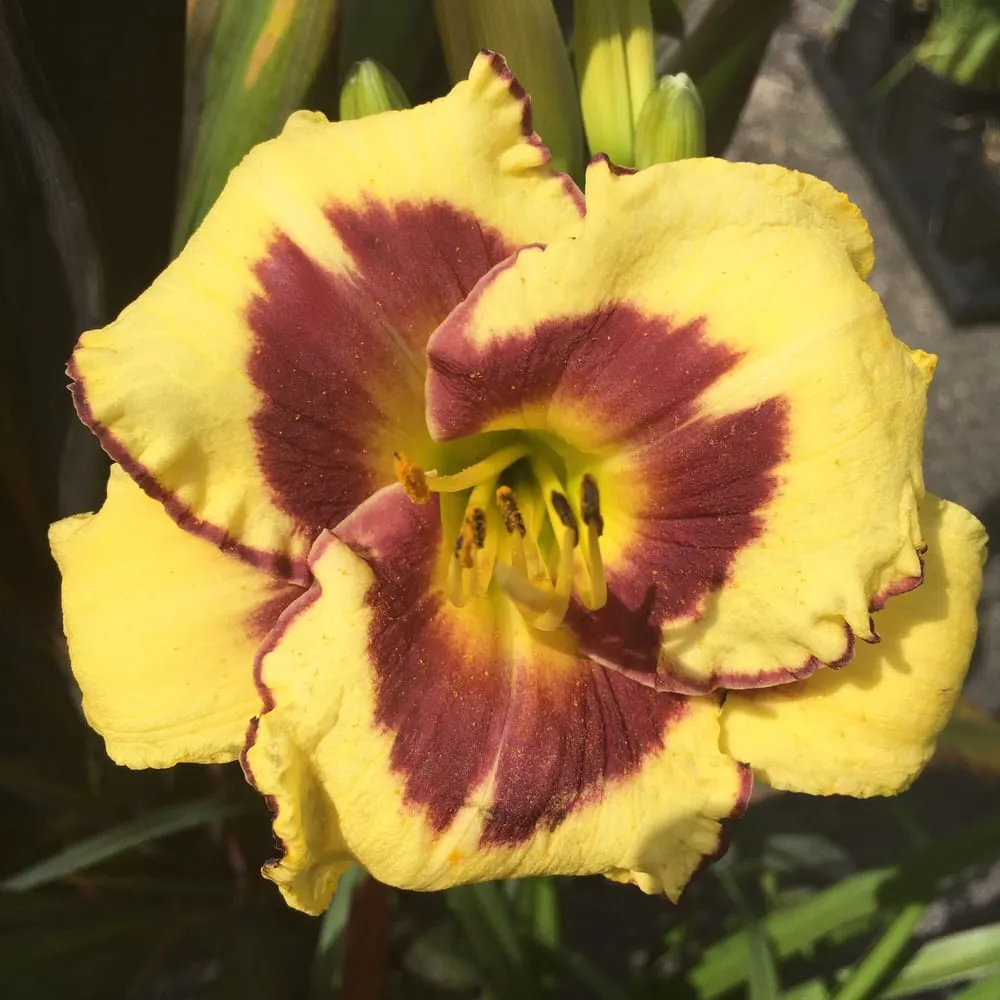 Top-rated residential landscaping for year-round maintenance across East Lyme, CT - Perennial Harmony