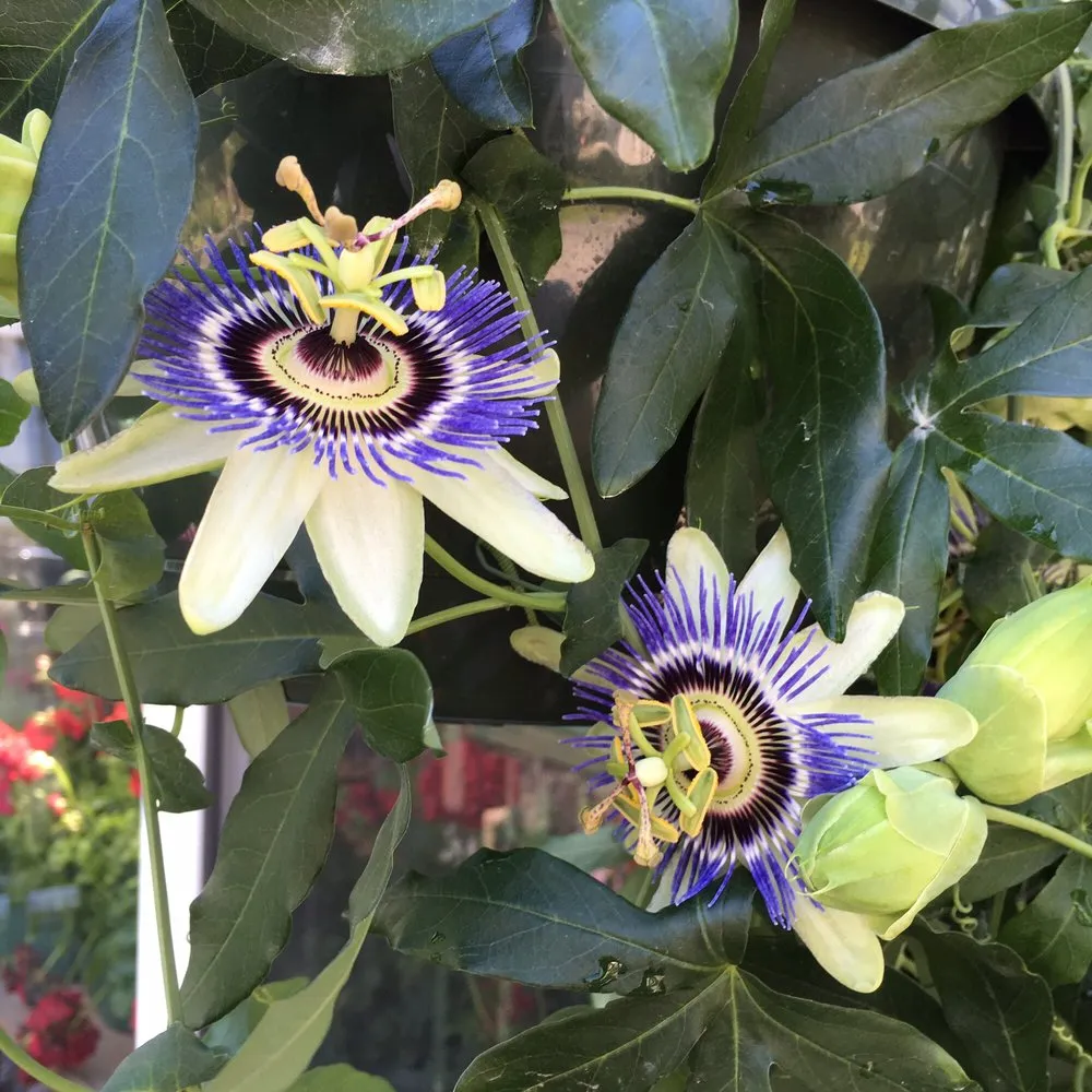 Trusted yard cleanup service experts serving East Lyme, CT - Perennial Harmony