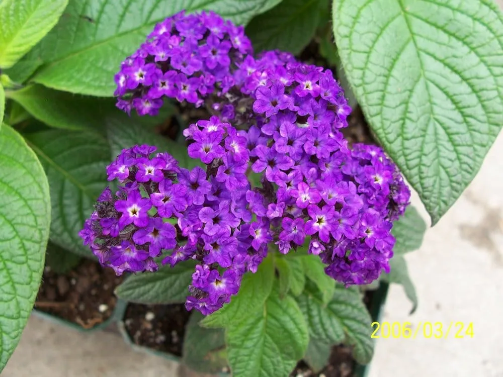 Reliable lawn mowing service in East Lyme, CT by Perennial Harmony