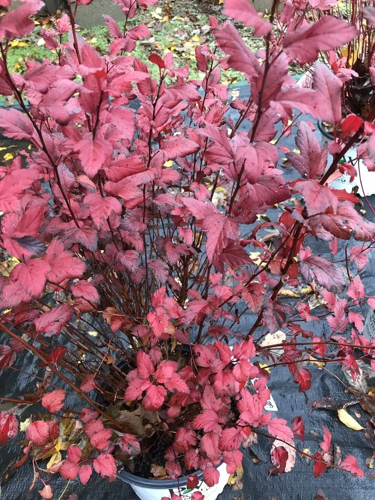 Expert lawn care service experts serving East Lyme, CT - Perennial Harmony