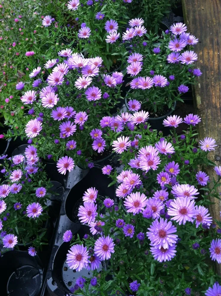 Custom lawn mowing service experts serving East Lyme, CT - Perennial Harmony