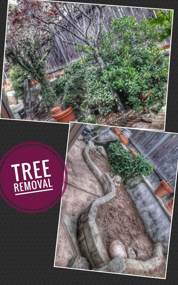 Local yard cleanup service for residential properties in El Cajon, CA by Perennial Landscape and gardening
