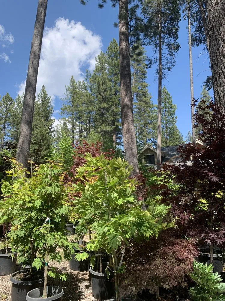 Professional yard maintenance for beautiful yards in Tahoe Vista, CA by Perennial Nursery & Landscape