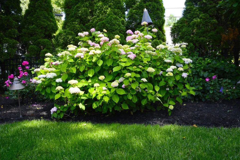 Custom outdoor landscaping for beautiful yards across Wyckoff, NJ - Perennial