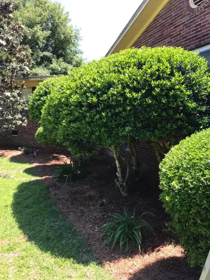Custom landscaping services for beautiful yards in Cairo, GA by Perez & Sons