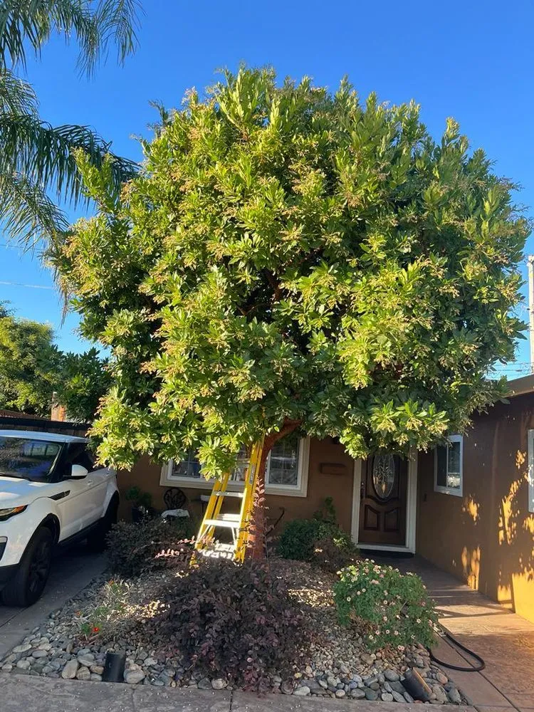 Custom landscape design for homes in Modesto, CA by Perez & Yepez Landscaping