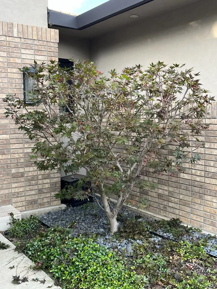 Top-rated lawn mowing service for year-round maintenance in Modesto, CA by Perez & Yepez Landscaping