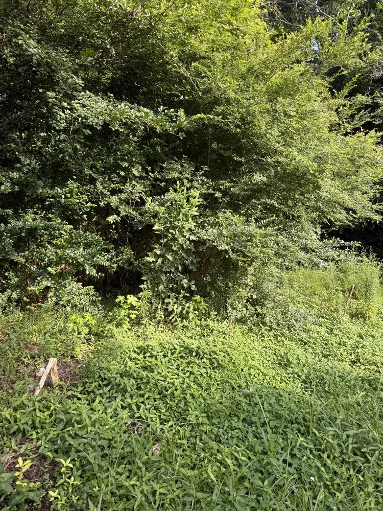 Top-rated landscape design with custom design across Jacksonville, NC - Perez Contracting