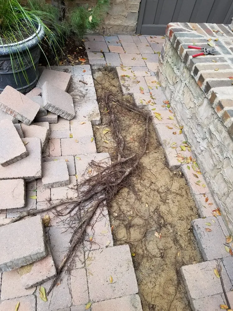 Expert lawn mowing service for outdoor upgrades across Santa Ana, CA - Perez Family Landscaping