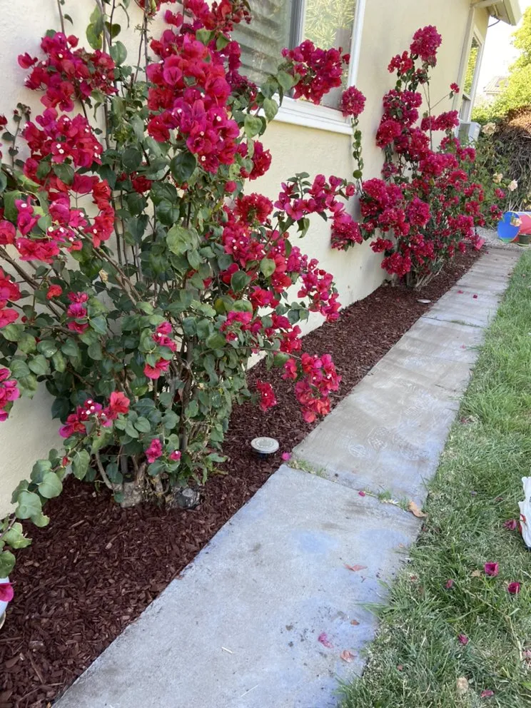 Affordable landscape design for year-round maintenance in Fremont, CA by Perez Gallegos Lawn Care