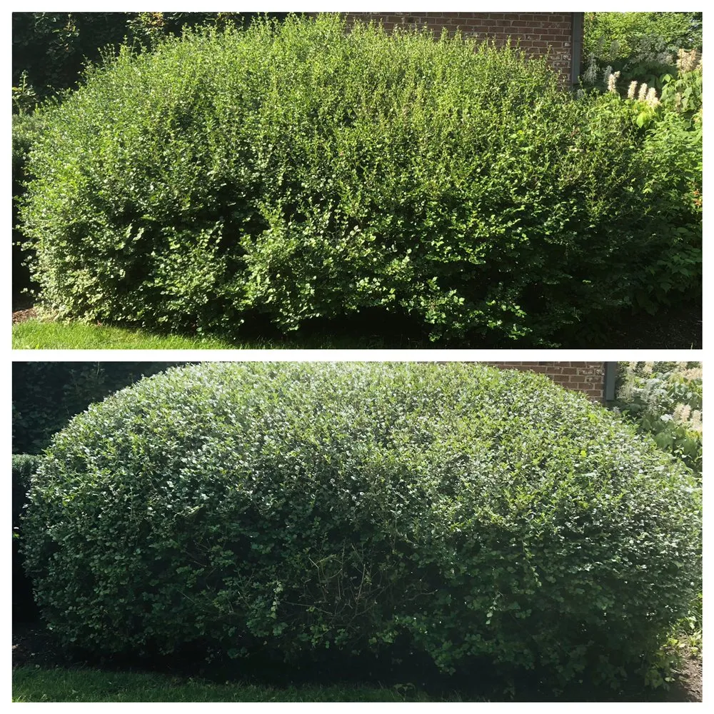 Custom yard cleanup service in Rockford, IL by Perez Green Envy Lawns