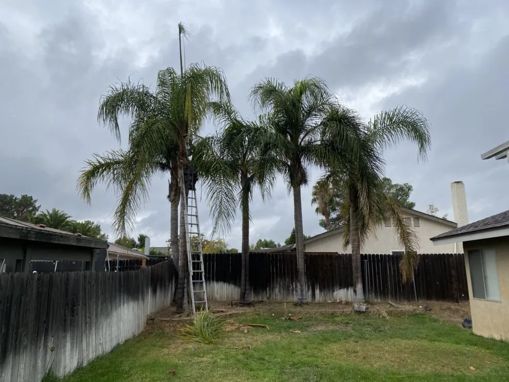 Affordable outdoor landscaping in Rialto, CA by Perez III Tree Service