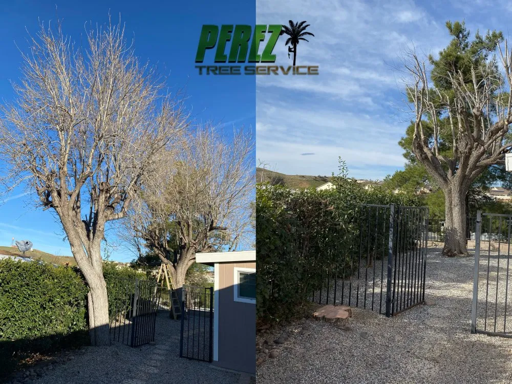 Local yard cleanup service for beautiful yards in Rialto, CA by Perez III Tree Service