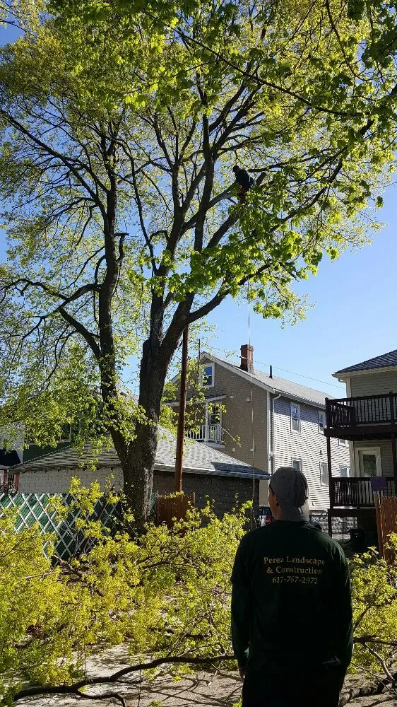 Affordable landscaping services experts serving Medford, MA - Perez Landscape & Construction