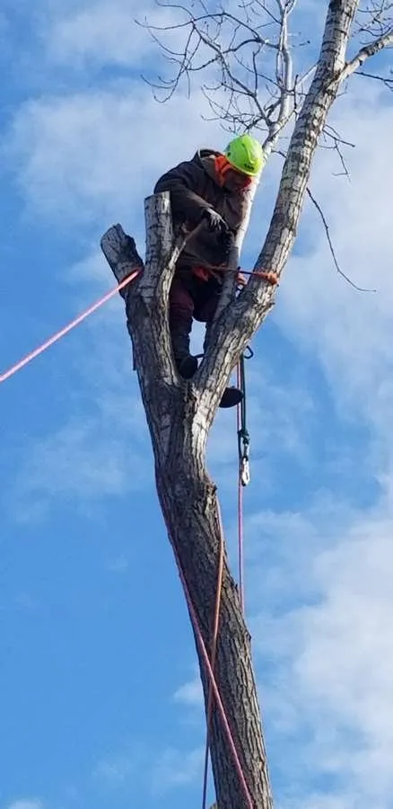 Reliable residential landscaping in Kansas City, MO by Perez Landscape and Trees