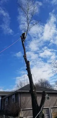 Perez Landscape and Trees Logo