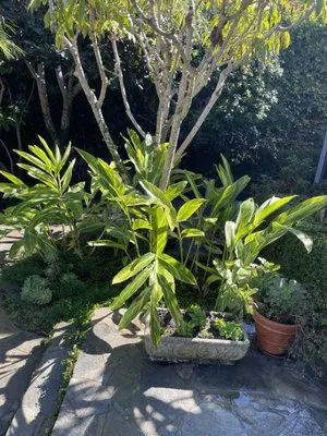 Perez Landscape Logo