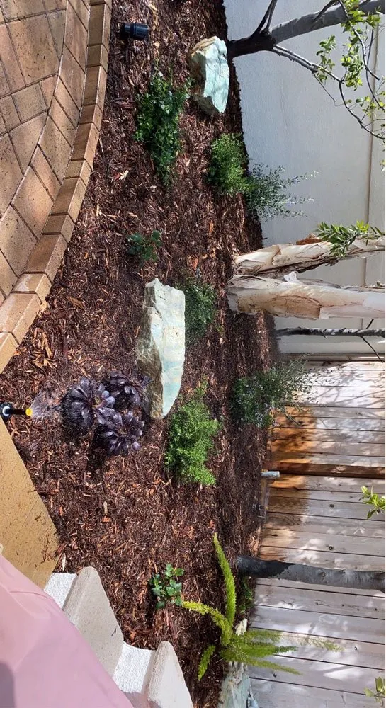 Expert yard cleanup service in San Clemente, CA by Perez Landscape