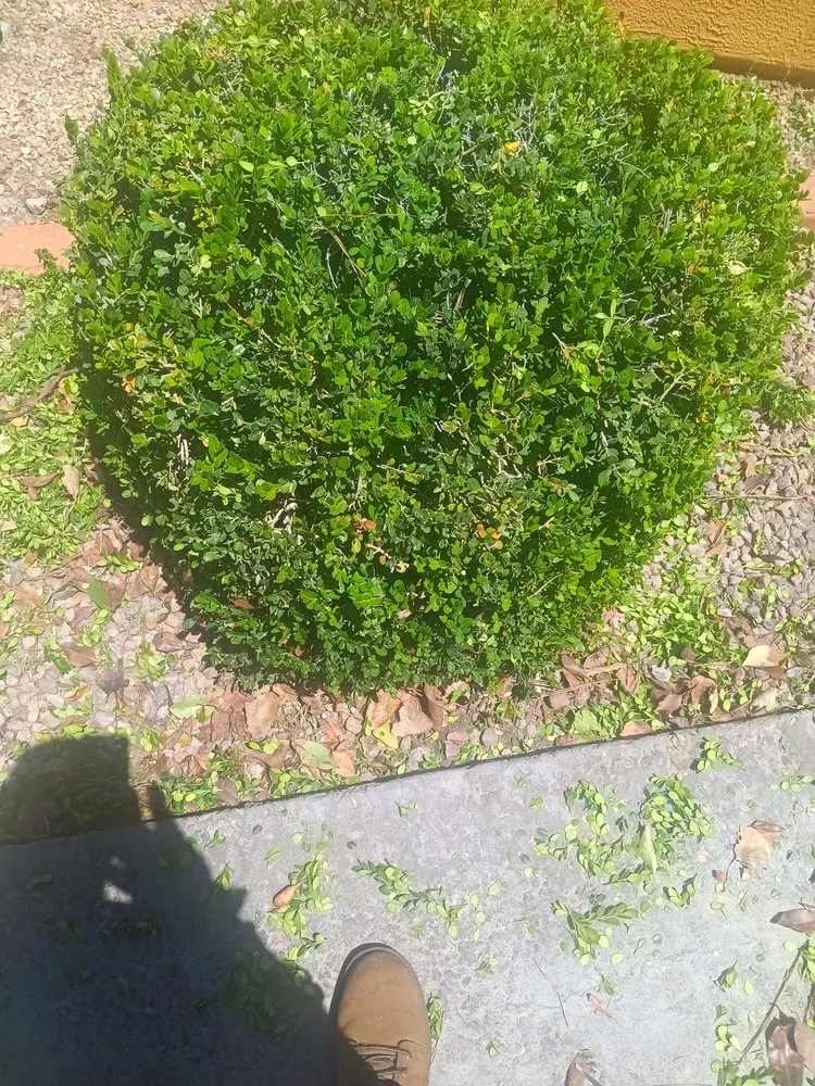 Custom lawn care service in Albuquerque, NM by Perez Landscaping