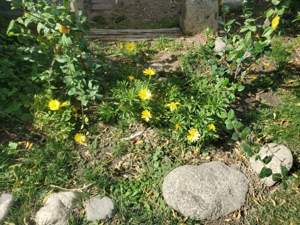 Expert yard cleanup service experts serving Mentone, CA - Perez Landscaping and Lawn Maintenance