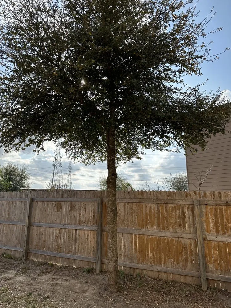 Custom yard maintenance experts serving Converse, TX - Perez Landscaping