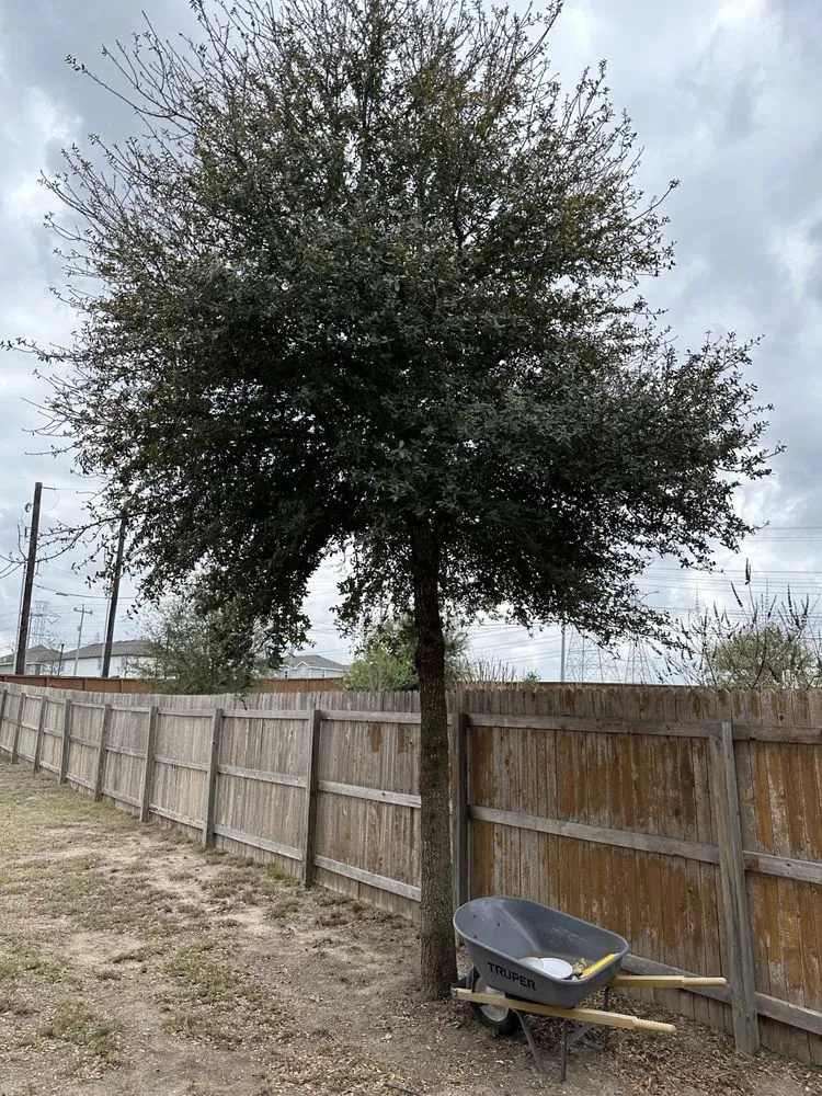 Custom landscape design in Converse, TX by Perez Landscaping