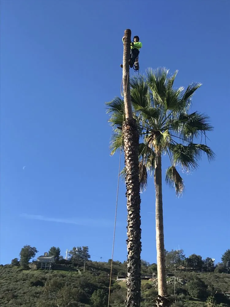 Expert yard cleanup service near you in Encinitas, CA by Perez Landscaping