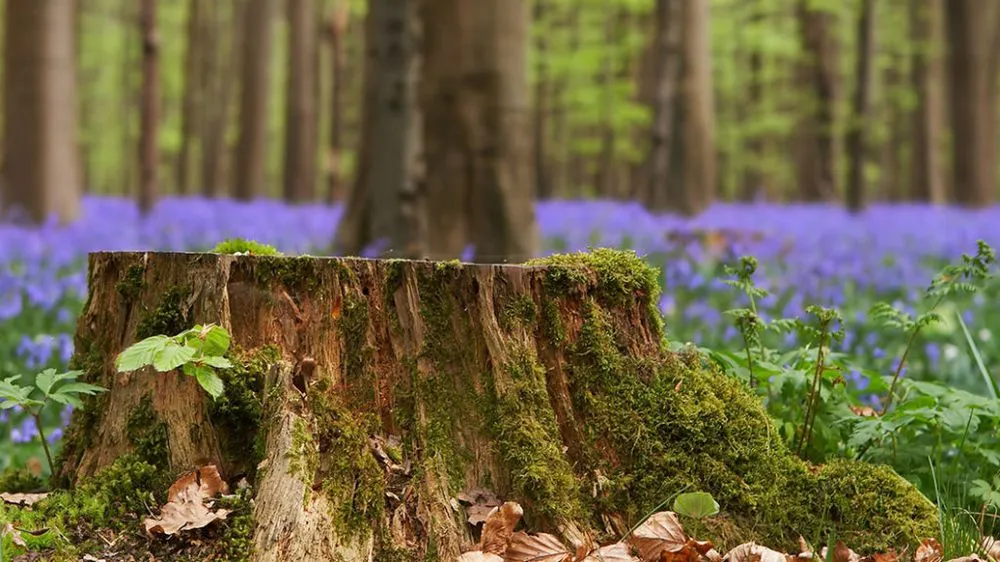 Top-rated landscaping services with custom design across Salinas, CA - Perez Landscaping