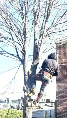 Perez Landscaping Service Logo