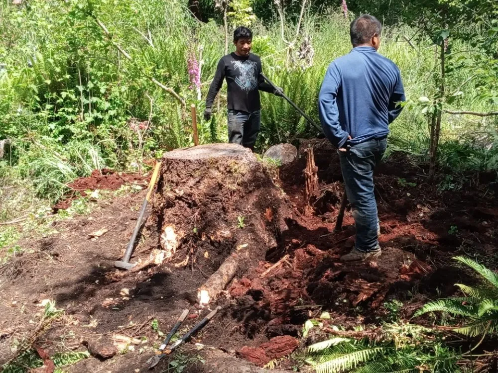 Reliable lawn care service in Shelton, WA - Perez Landscaping