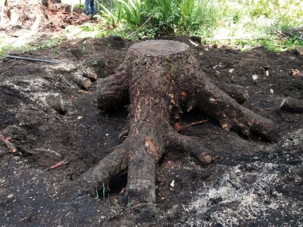 Professional yard maintenance experts serving Shelton, WA - Perez Landscaping