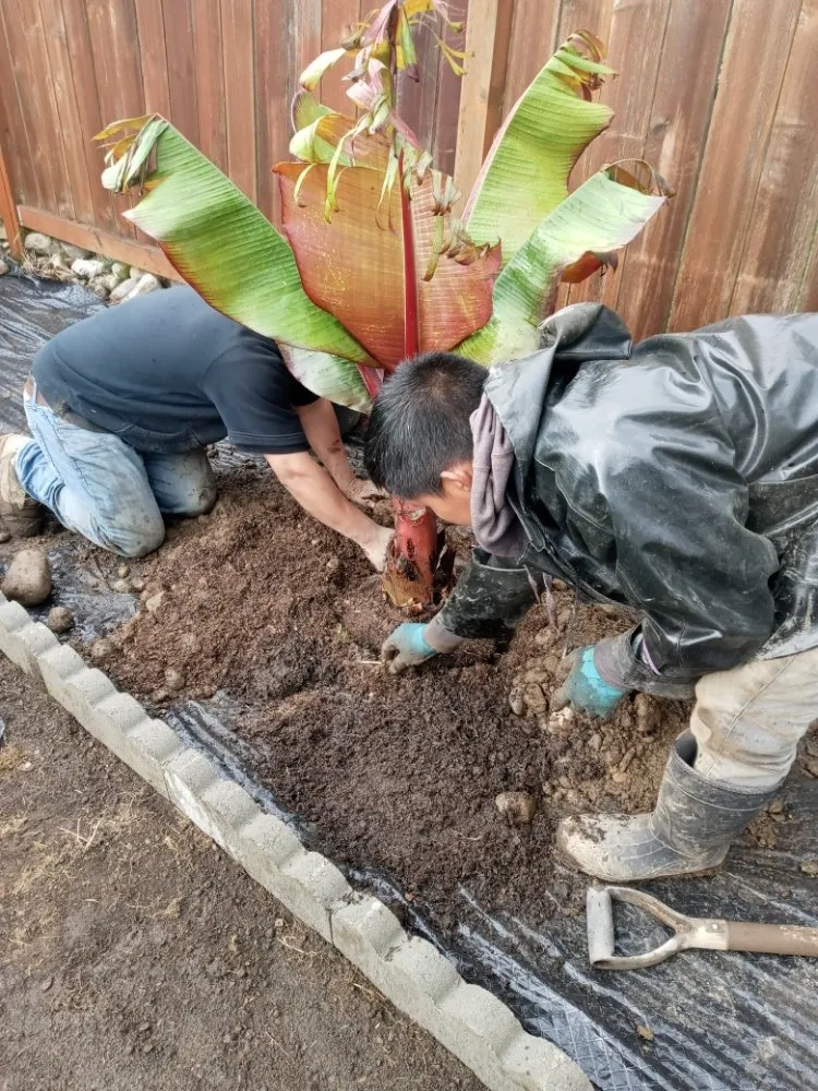 Reliable lawn mowing service in Shelton, WA by Perez Landscaping