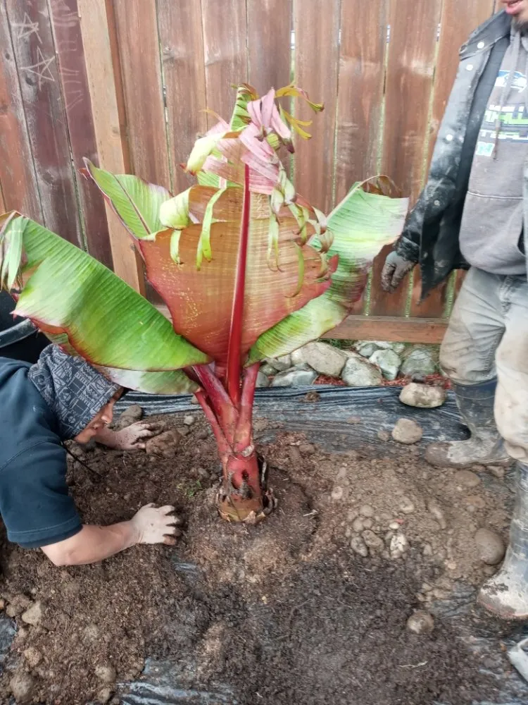 Trusted landscape installation in Shelton, WA - Perez Landscaping