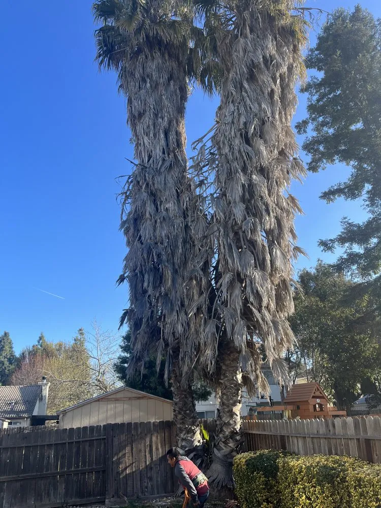 Top-rated lawn mowing service for homes across Stockton, CA - Perez Landscaping