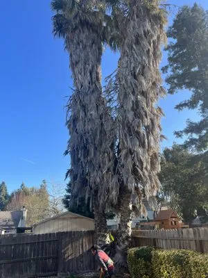 Perez Landscaping Logo