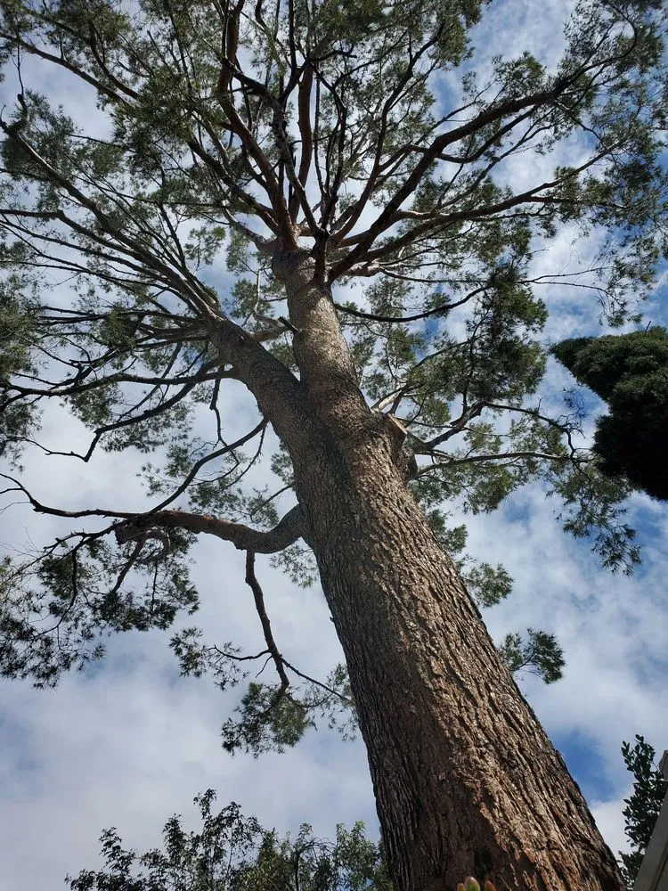 Affordable residential landscaping in Mission Hills, CA by Perez Landworks