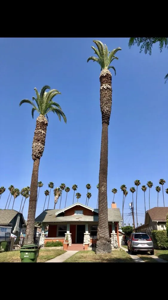 Top-rated lawn care service in Mission Hills, CA by Perez Landworks