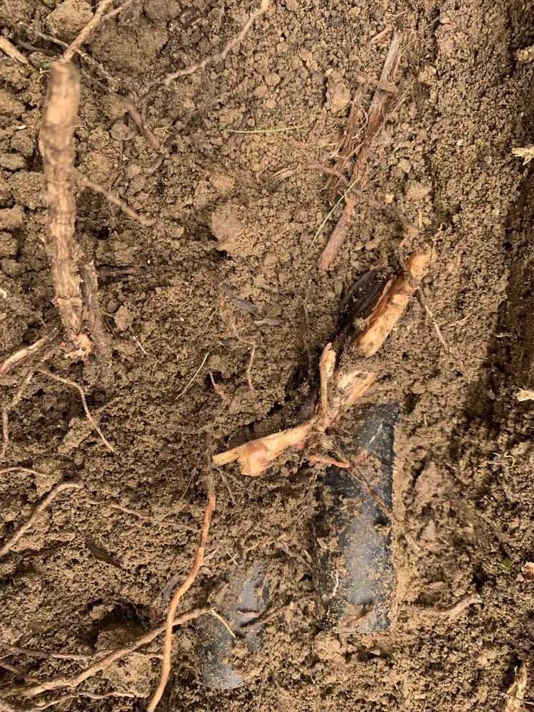 Expert landscape design for homes across Fort Lupton, CO - Perez Lawn and Landscaping Solutions