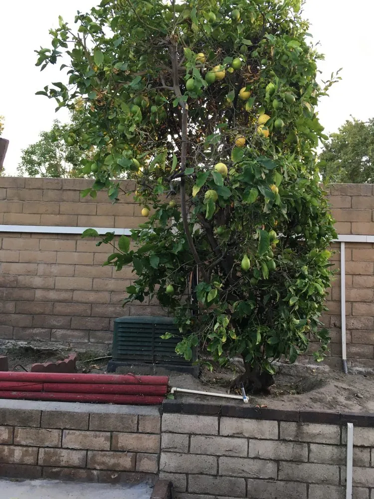 Affordable lawn care service for residential properties in Stanton, CA by Perez Lawn Care