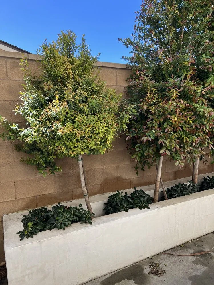 Professional lawn care service experts serving Stanton, CA - Perez Lawn Care